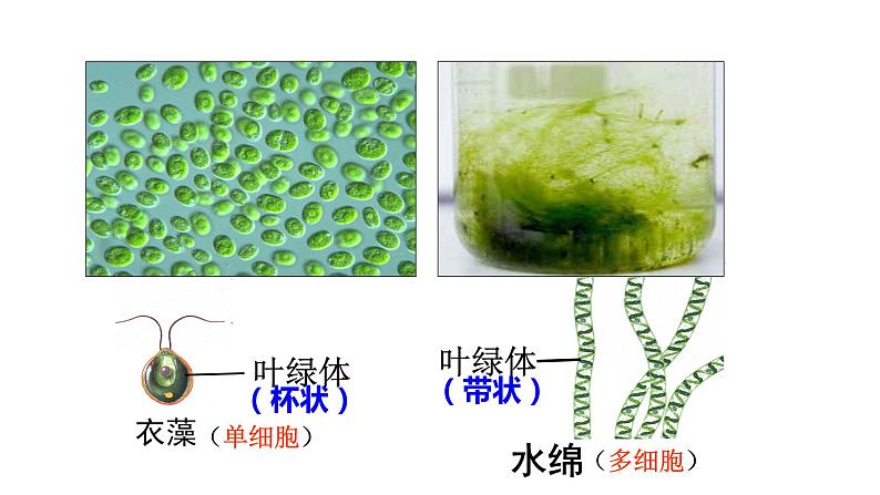 人教版七年级上册生物学--第三单元第一章3.1.1藻类、苔藓和蕨类植物 课件06