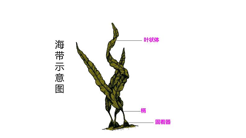 人教版七年级上册生物学--第三单元第一章3.1.1藻类、苔藓和蕨类植物 课件07