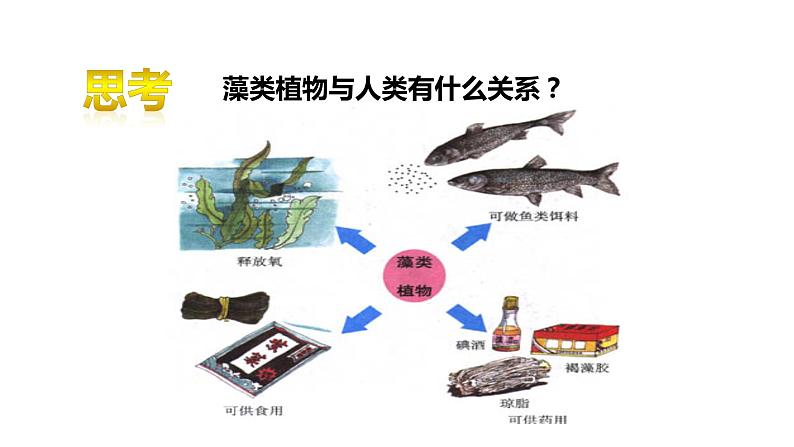 人教版七年级上册生物学--第三单元第一章3.1.1藻类、苔藓和蕨类植物 课件08