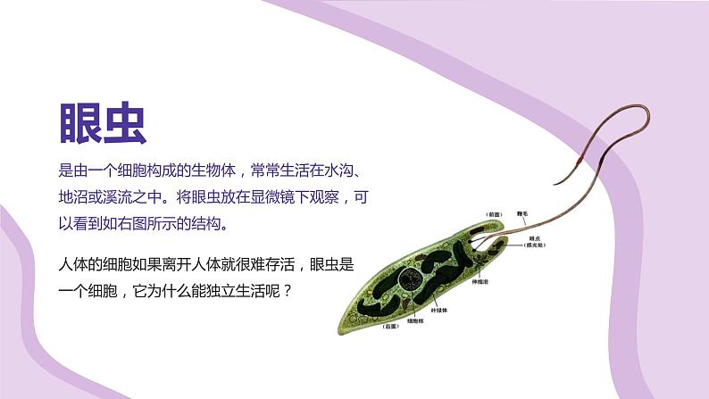 初中生物人教版七年级上册《单细胞生物》教育教学课件02