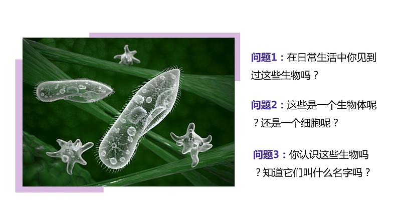 初中生物人教版七年级上册《单细胞生物》教育教学课件05