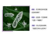 初中生物人教版七年级上册《单细胞生物》教育教学课件