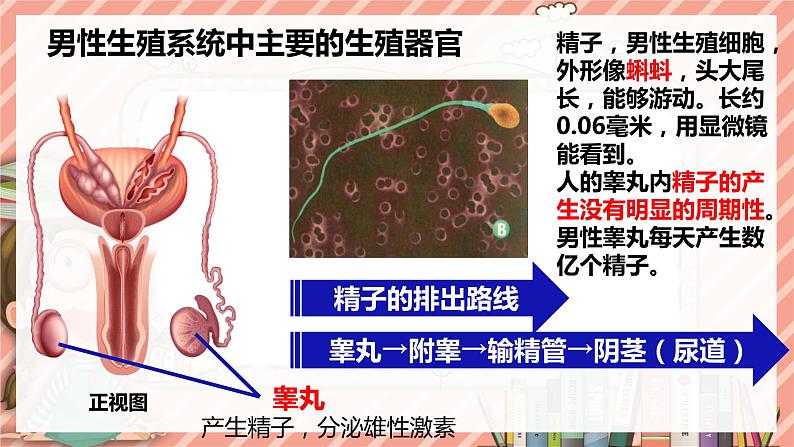 8.1精卵结合孕育新的生命苏教版生物学七年级下册课件07