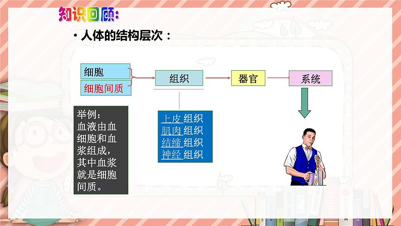 8.3人体概述苏教版生物学七年级下册课件第4页