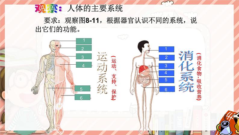 8.3人体概述苏教版生物学七年级下册课件第6页