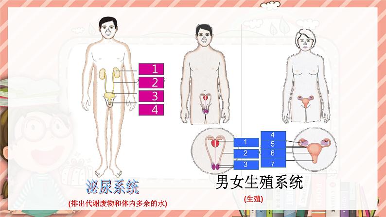 8.3人体概述苏教版生物学七年级下册课件第8页