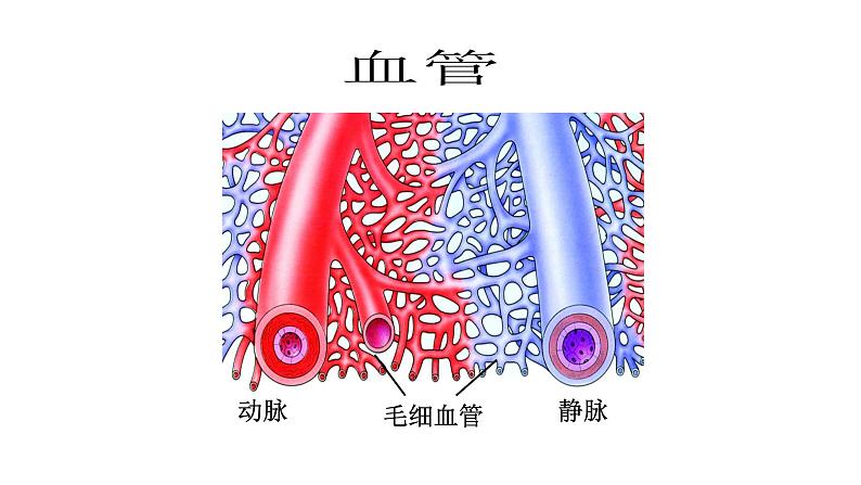 10.2人体内的血液循环苏教版生物学七年级下册课件第4页