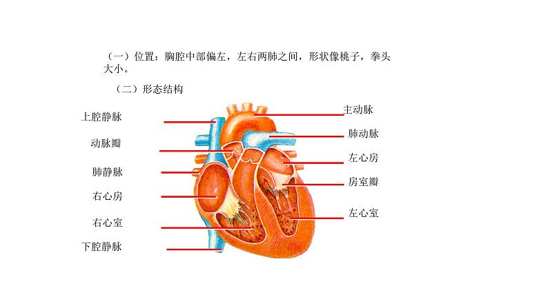 10.2人体内的血液循环苏教版生物学七年级下册课件第6页