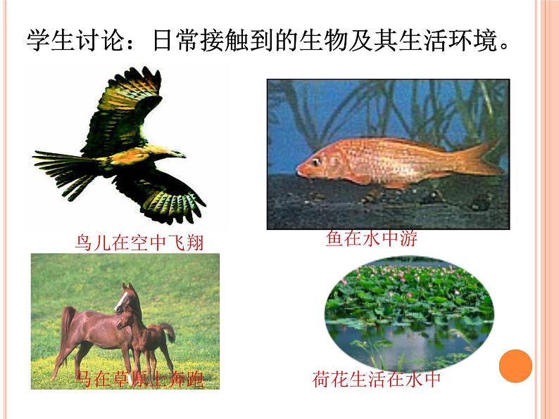 1.1形形色色的生物 课件03