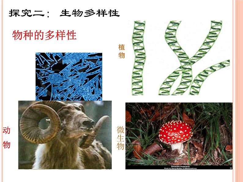 1.1形形色色的生物 课件05