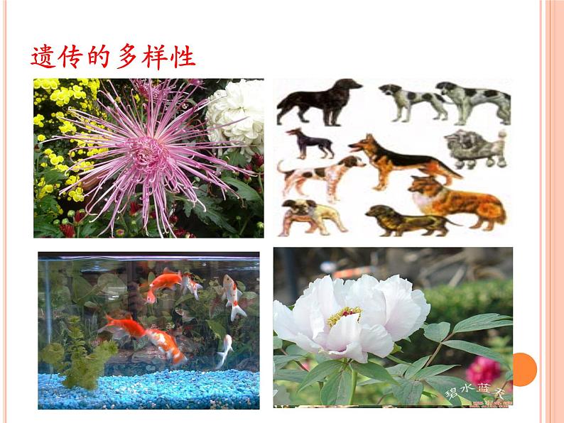 1.1形形色色的生物 课件06