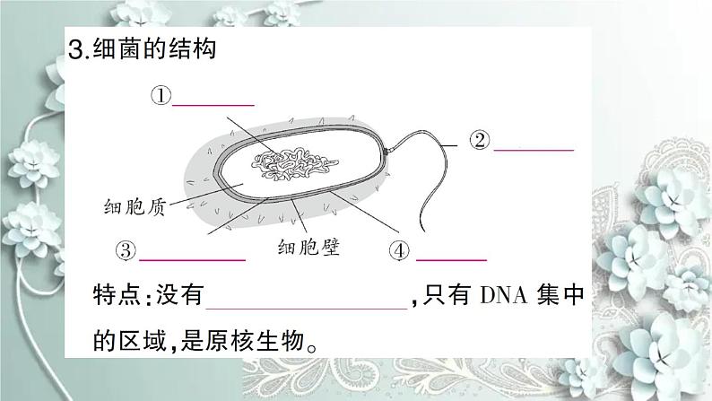 人教版生物八年级上册 第二节 细菌 课件第5页