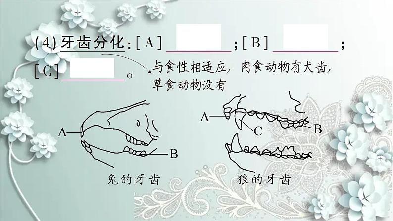 人教版生物八年级上册 第七节 哺乳动物 课件第5页