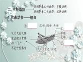 人教版生物八年级上册 第三节 软体动物和节肢动物 课件