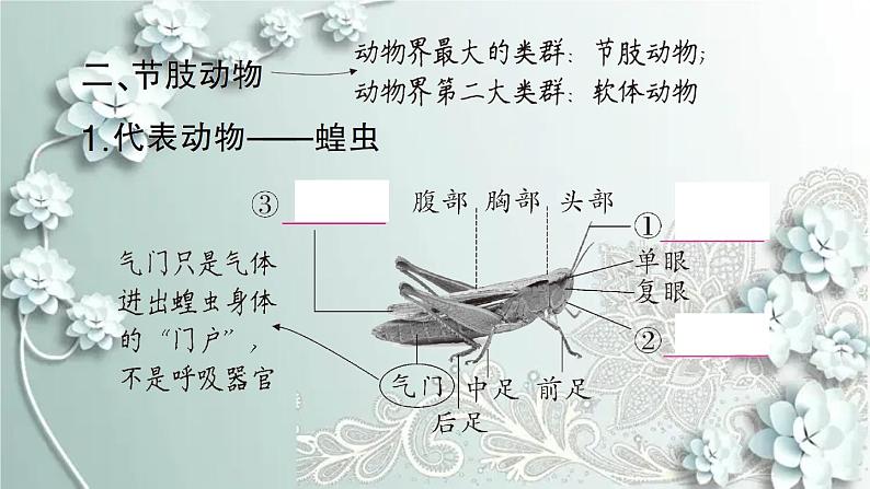 人教版生物八年级上册 第三节 软体动物和节肢动物 课件05