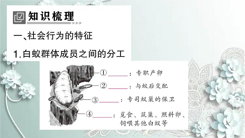 人教版生物八年级上册 第三节 社会行为 课件02