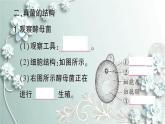 人教版生物八年级上册 第三节 真菌 课件