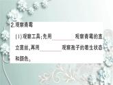 人教版生物八年级上册 第三节 真菌 课件