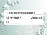 人教版生物八年级上册 第三节 真菌 课件