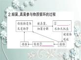 人教版生物八年级上册 第四节 细菌和真菌在自然界中的作用 课件