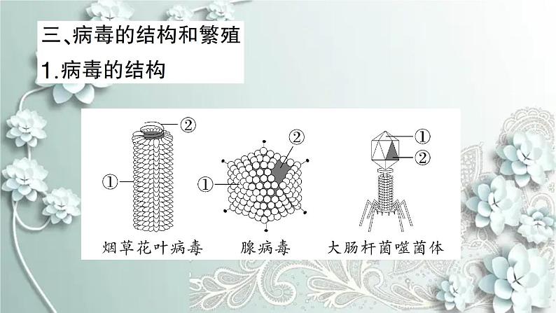 人教版生物八年级上册 第五章 病毒 课件04