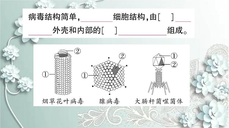 人教版生物八年级上册 第五章 病毒 课件05