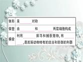人教版生物八年级上册 第一节 腔肠动物和扁形动物 课件