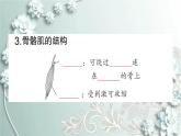 人教版生物八年级上册 第一节 动物的运动 课件