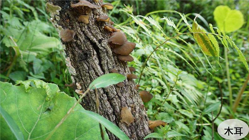 人教版生物八年级上册 第三节 真菌 课件第4页