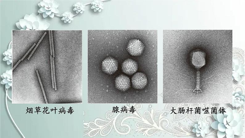 人教版生物八年级上册 第五章 病毒 课件06