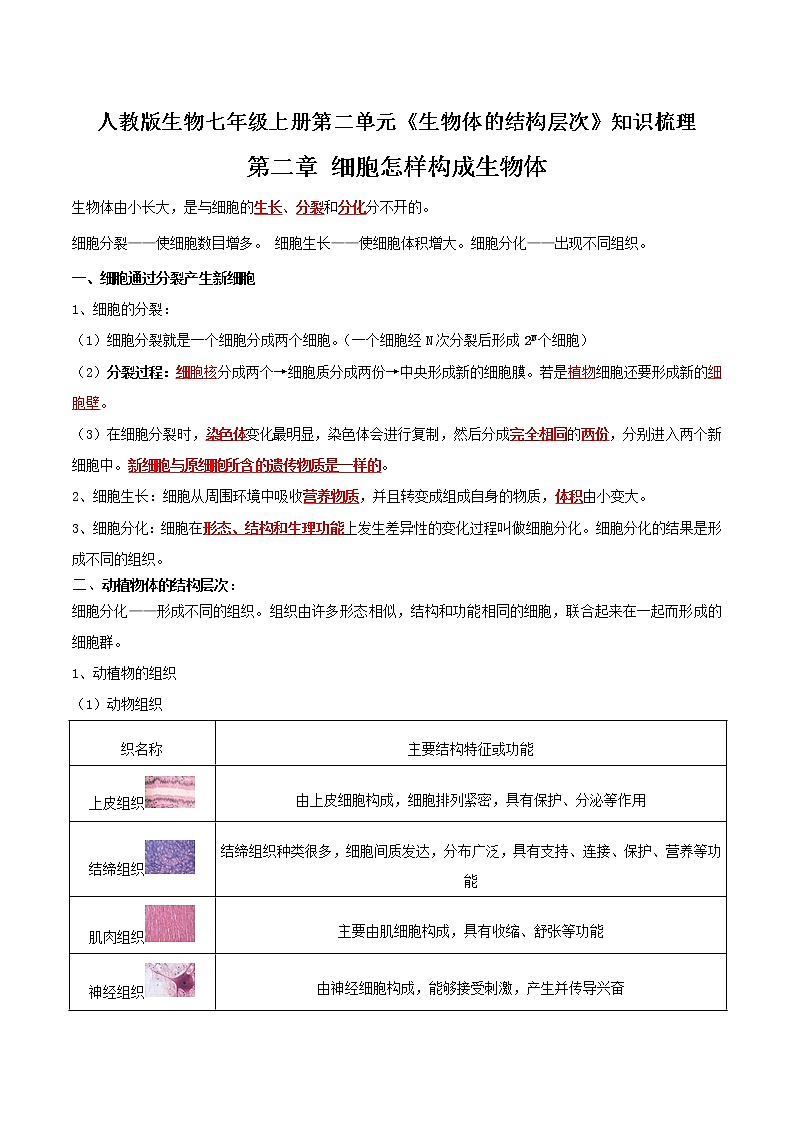 【必背知识清单】人教版生物七年级上册  2.2 细胞怎样构成生物体  章节知识清单01