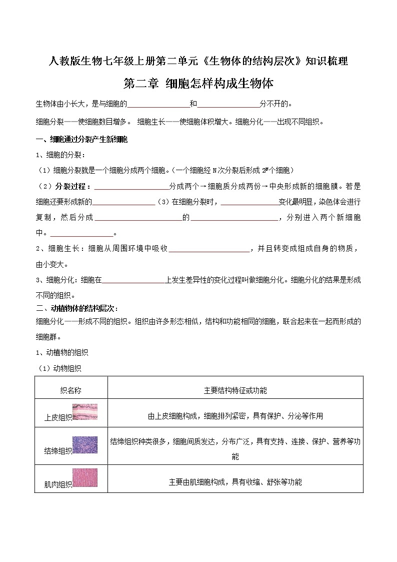 【必背知识清单】人教版生物七年级上册  2.2 细胞怎样构成生物体  章节知识清单01