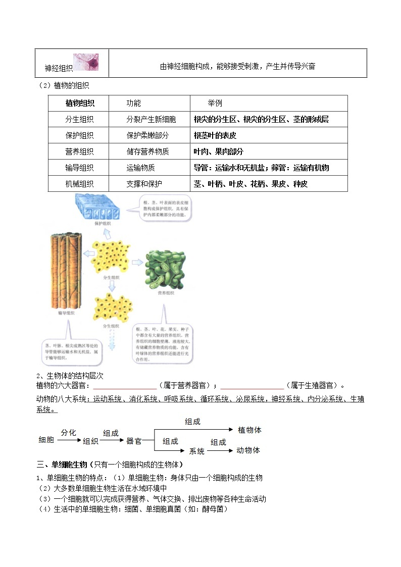 【必背知识清单】人教版生物七年级上册  2.2 细胞怎样构成生物体  章节知识清单02