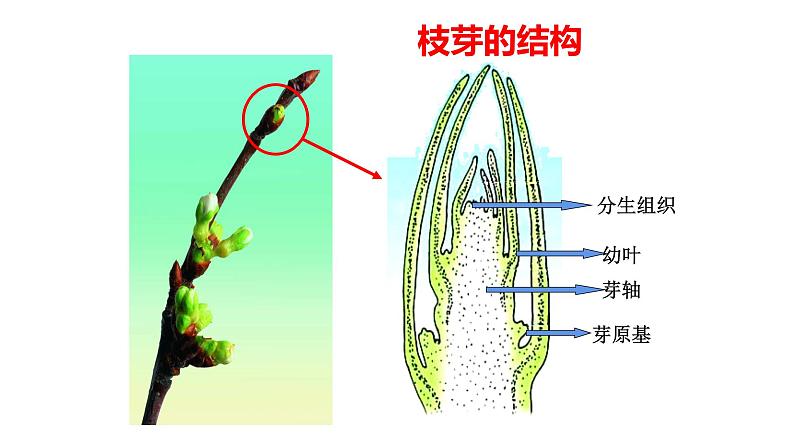 2022年苏教版5.4植物茎的输导功能PPT03