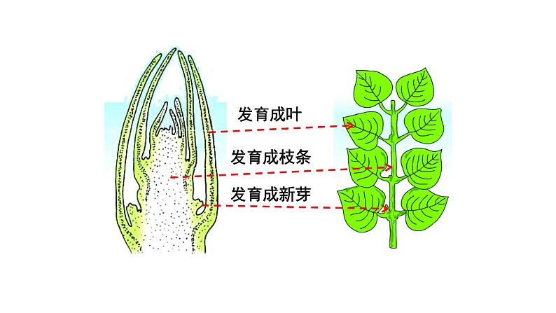 2022年苏教版5.4植物茎的输导功能PPT04