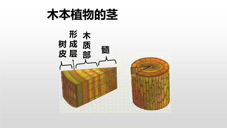 2022年苏教版5.4植物茎的输导功能PPT06