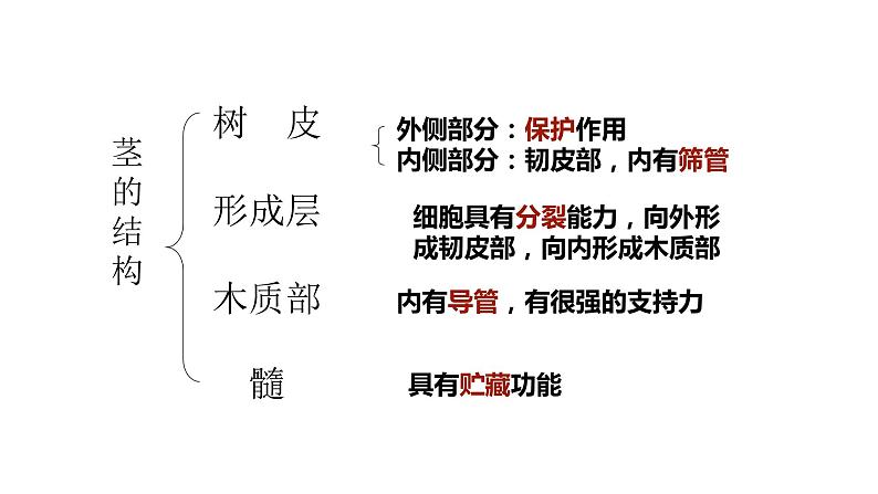 2022年苏教版5.4植物茎的输导功能PPT08