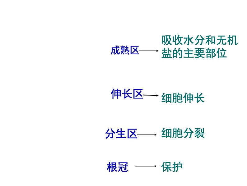 2022年苏教版5.2植物根的生长PPT05