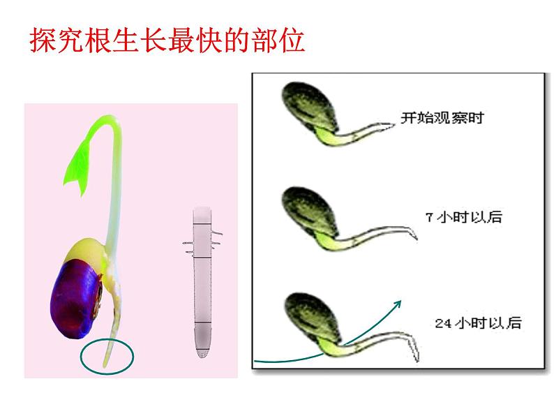 2022年苏教版5.2植物根的生长PPT07