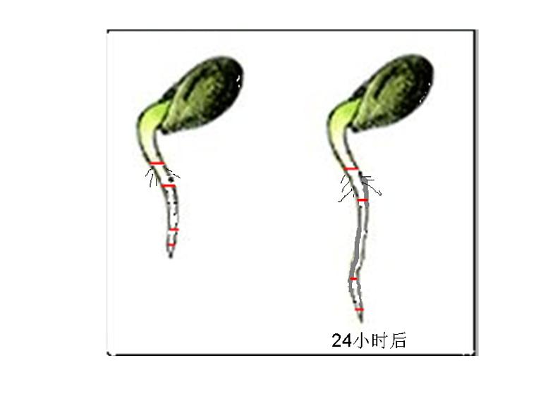 2022年苏教版5.2植物根的生长PPT08