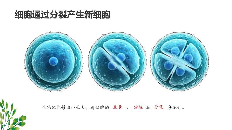 专题03 细胞怎样构成生物体（知识串讲课件）-2022-2023学年七年级生物上学期期中期末考点大串讲（人教版）03