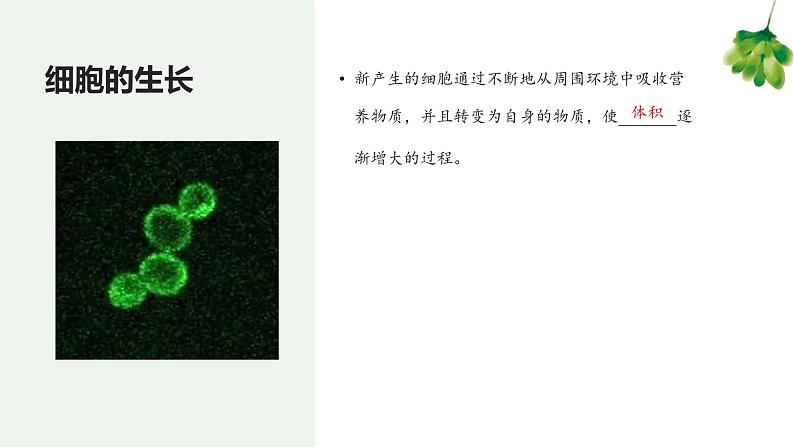 专题03 细胞怎样构成生物体（知识串讲课件）-2022-2023学年七年级生物上学期期中期末考点大串讲（人教版）04