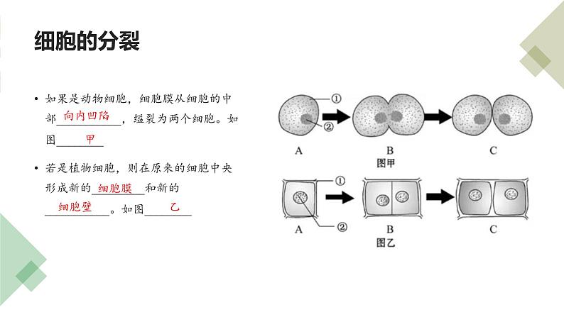 专题03 细胞怎样构成生物体（知识串讲课件）-2022-2023学年七年级生物上学期期中期末考点大串讲（人教版）06