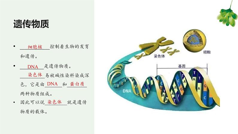 专题03 细胞怎样构成生物体（知识串讲课件）-2022-2023学年七年级生物上学期期中期末考点大串讲（人教版）07