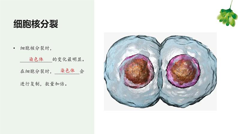 专题03 细胞怎样构成生物体（知识串讲课件）-2022-2023学年七年级生物上学期期中期末考点大串讲（人教版）08