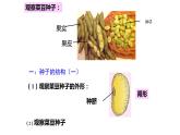 2022年苏教版5.1 种子萌发PPT