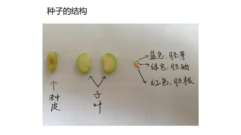 2022年苏教版5.1 种子萌发PPT04