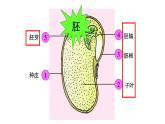 2022年苏教版5.1 种子萌发PPT