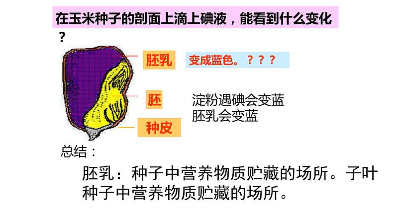 2022年苏教版5.1 种子萌发PPT07