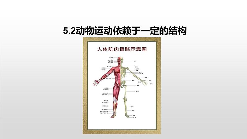 2022年苏教版17.2动物运动依赖一定的结构PPT01